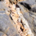Corse - Olmeto - Pegmatite