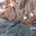 Corse - Cargèse - Golfe de Topiti - Serpentine & Rhyolite Alcaline