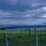 L'île aux Coudres (estuaire du St Laurent)