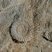 ammonite jurassique, Gorges de la Vis