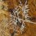 Branche de conifère pétrifiée par de la calcite hydrothermale, Mammoth, Yellowstone N.P.