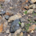 Corse - Osani - Anthracite