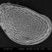 Ostracode / Aurila convexa