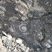 Gastéropode fossile dans les calcaires dévoniens, Parker Ridge.