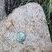 Corse - Ocana - Punta d'Arese -Granite Perthitique à Hastingsite-fayalite