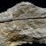 Fossile de Crinoïde