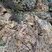 Corse - Tolla - Prunelli - Microgranite