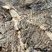Filons de granite dans migmatites