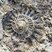 Ammonite dans une dalle des tumulus de Bougon