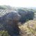 Ancienne Carrière de marbre griotte de Caunes-Minervois