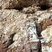 Corse - Evisa - Pegmatite permienne à quartz décimétriques