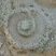 Trace d'ammonite à Port-en-Bessin