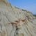 Badlands de Dinosaur Provincial Park