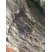 Fossile de trilobite