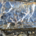 Flysch à lydiennes
