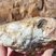 Corse - Evisa - Pegmatite permienne à quartz décimétriques