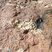 Corse - Evisa - Pegmatite permienne à quartz décimétriques