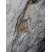 Thorax de trilobite (Postolonnec)