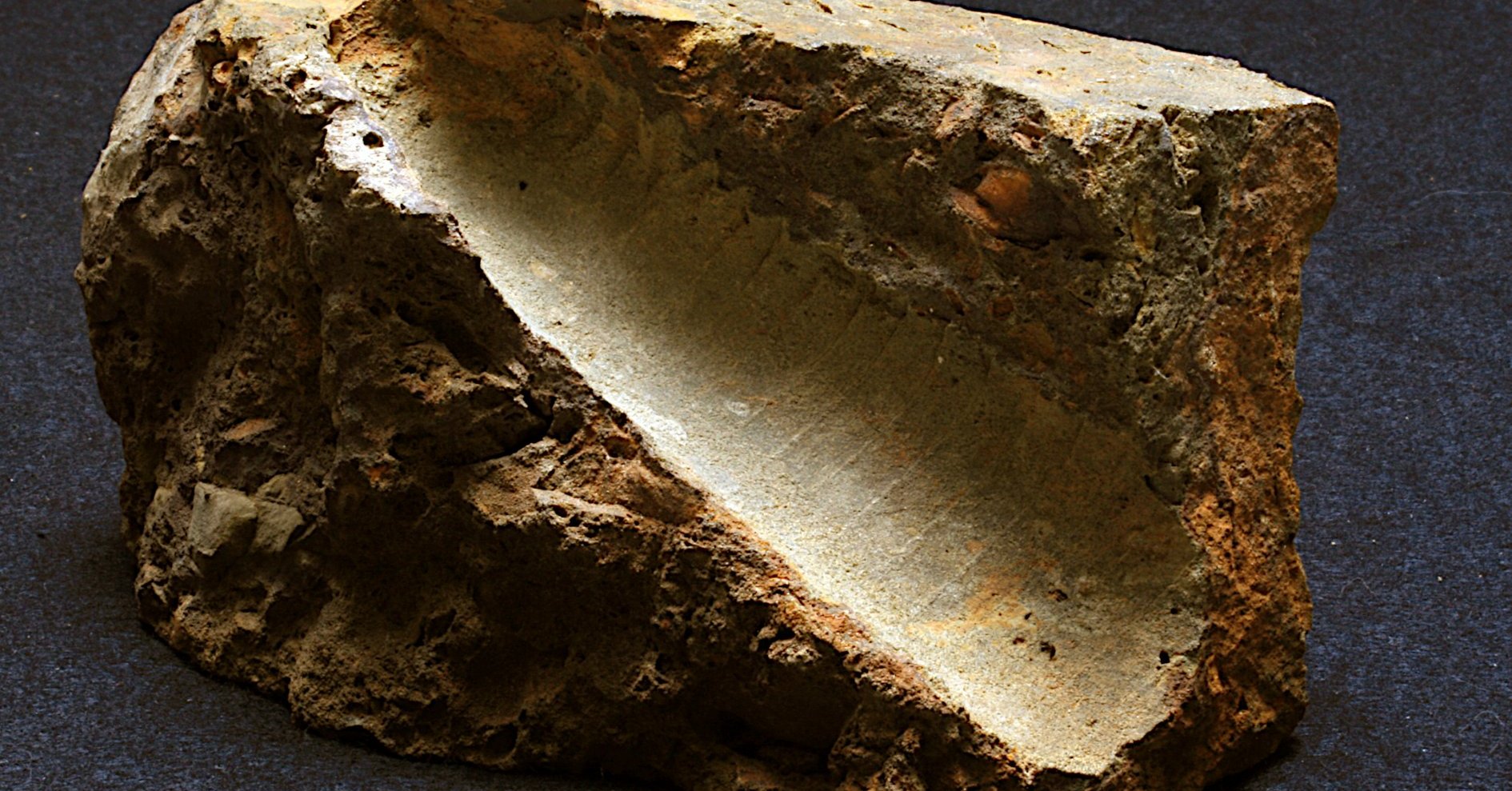 Fossile d\u0026#39;Orthoc\u00e8re - G\u00e9odiversit\u00e9.NET