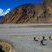 Couches de roches plissées - Kali Gandaki - Népal - Himalaya