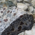 Corse - Bocognano - Granodiorite à Grenats