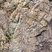 Corse - Tolla - Prunelli - Microgranite