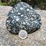 Corse - Bocognano - Gabbro