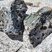 Corse - Bocognano - Granodiorite à Grenats