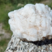 Corse - Zicavo - Quartz laiteux