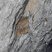 Thorax de trilobite (Postolonnec)