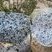 Corse - Ajaccio - Granite