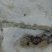 Filon de pyrite et nodules de marcassite, estran du Cap Blanc Nez