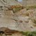 Hoodoos (demoiselle coiffée) dans Dinosaur P.P.