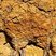 Saprolite
