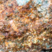 Granophyre