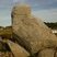 Monzodiorite de Roc'Higou (île de Batz)