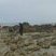 site de pegmatite, plougoulm