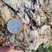 Corse - Arbori - Mercolaccia - Gneiss Anatectique