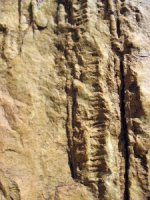 Skolithos Armorican Quartzite Ordovician Berrueco Saragossa Spain (...)
