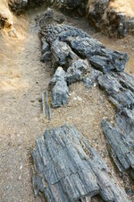 tron pétrifié de séquoia à Calistoga, Californie