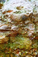 Oolithe ferrugineuse de Bayeux avec ammonite Parkisonia