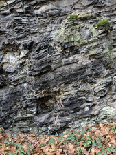 Ampélites du Llandovery moyen du Tertre Gris
