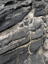 Ampélites du Llandovery moyen du Tertre Gris