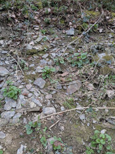  Schistes subardoisiers silteux sombres, chlorito-micacés