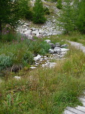 Source du Var (1780 m.)