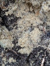 Sables fossilifères du Pliocène marin à Pacé