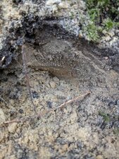 Sables fossilifères du Pliocène marin à Pacé
