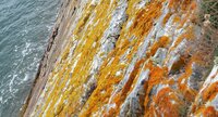 Lichens sur une paroie rocheuse à Kerloc'h