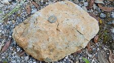 Granite monzonitique leucocrate à grenats