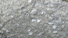 Détail de la falaise fossilifère de Maria Island (Tasmanie)